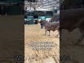 Show Steer gone mad! #western #cowboy #cow #cowvideos