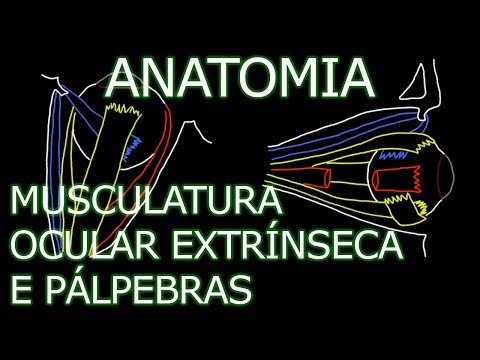 Lesson: Anatomy - Extrinsic Muscles of the Eyes and Eyelids | Human Anatomy