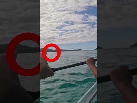 Mom and dad almost got attacked by a shark while kayaking #shorts