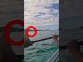 Mom And Dad Almost Got Attacked By A Shark While Kayaking Shorts