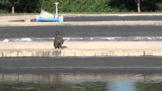 preview picture of video 'Decorah Eagles  7/21/11  I'll Catch My Own Fish Thank You'