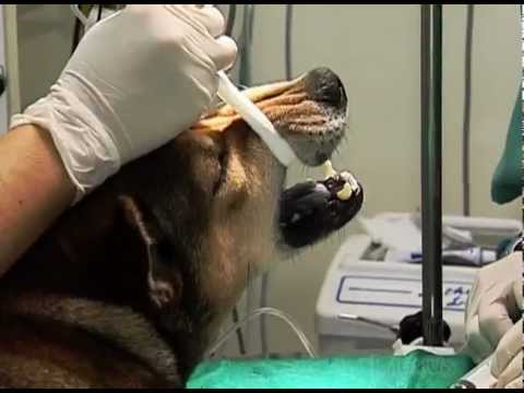 HCV UFRGS - Globo Universidade [parte 1]