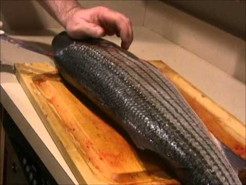download lagu mp3 mp4 How To Fillet A Striped Bass, download lagu How To Fillet A Striped Bass gratis, unduh video klip How To Fillet A Striped Bass