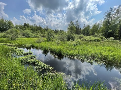 Moore in Oberschwaben, Baden-Württemberg. Eine filmische Moorwanderung.