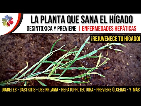 , title : '🌿 PLANTA MEDICINAL para REGENERAR el HÍGADO y PREVENIR ENFERMEDADES HEPÁTICAS | ¿YA LA CONSUMES?'