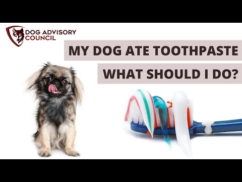 My Dog Ate Toothpaste - What Should I Do?