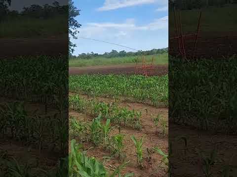 Lavoura de milho verde irrigada no início da plantação em São Valério-TO