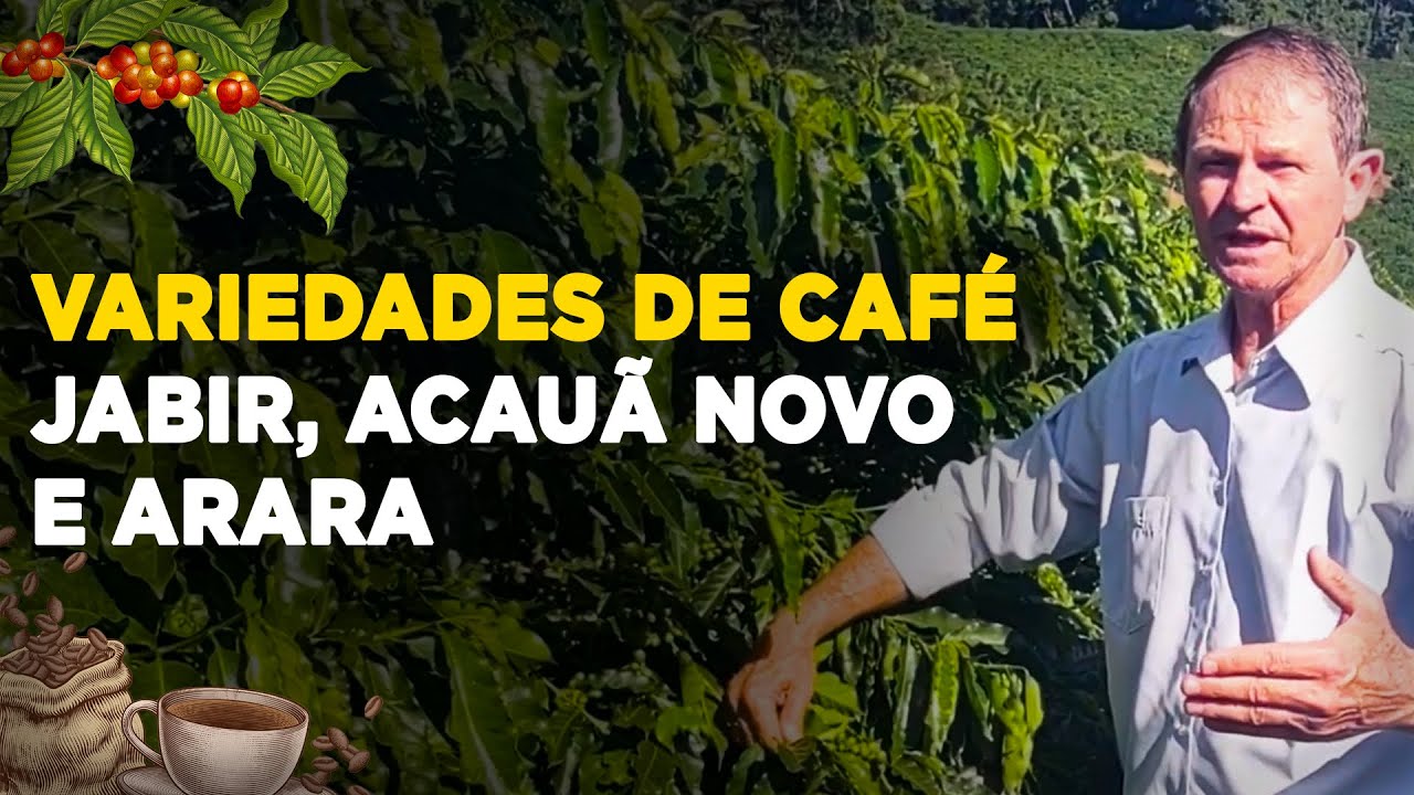 SAIBA TUDO SOBRE AS VARIEDADES DE CAFÉ JABIR, ACAUÃ NOVO E ARARA