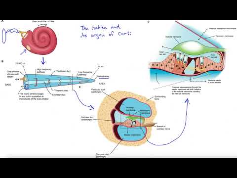 Cochlea and organ of Corti