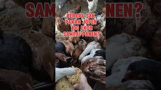 Download lagu Kebutuhan Pakan Ayam Joper 100 Ekor Sampai Panen #shorts mp3 Download lagu Kebutuhan Pakan Ayam Joper 100 Ekor Sampai Panen #shorts mp3