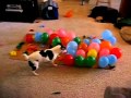 Собака и воздушные шары 
