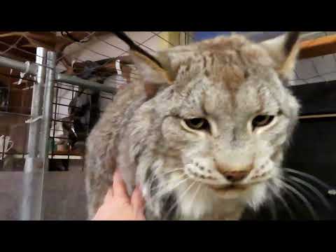 Max Canada Lynx - Hello 2025