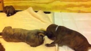 Firecracker Moves in on India's Toy!