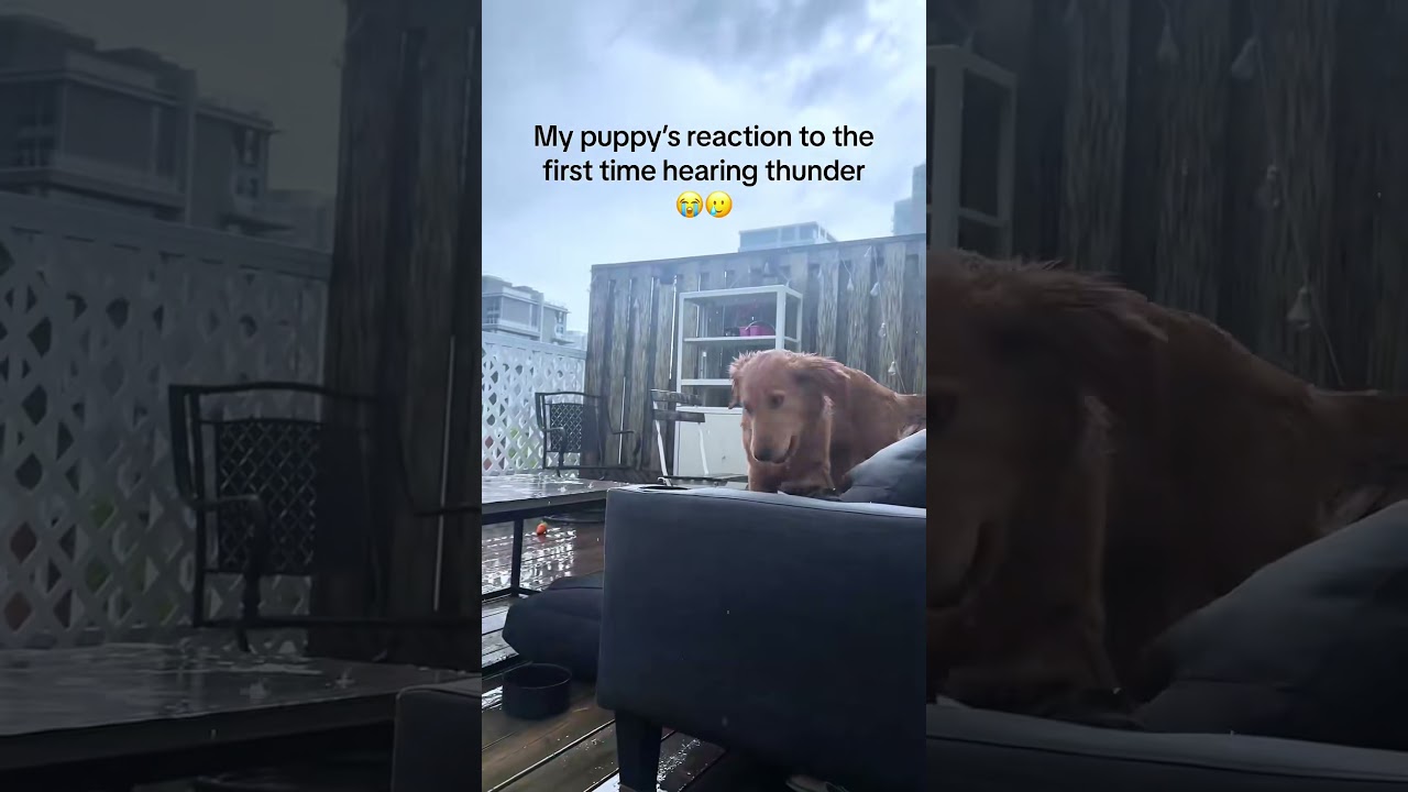 Dog scared by thunder🤣#dog #dogs #doglover #dogsoftiktok #fyp