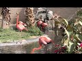AMERICAN FLAMINGO WILDLIFE WORLD ZOO AQUARIUM SAFARI PARK ARIZONA