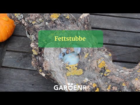 Fettstubbe - Trädgårdshacks med GardenR