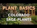 Colorado Sage Plants