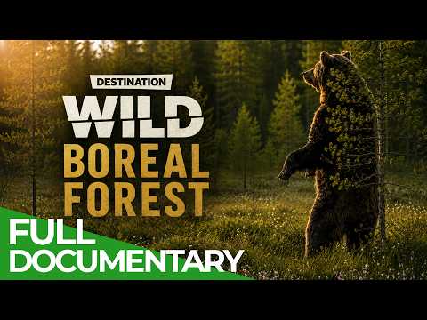 Destination Wild: Life in the Wilderness of The Boreal Forest