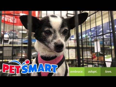 PetSmart Dog Adoption Langley