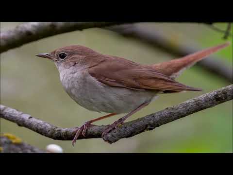 HD Canlı Bülbül Sesi