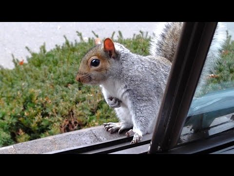 Squirrel's reaction when I tell her that I'm out of nuts