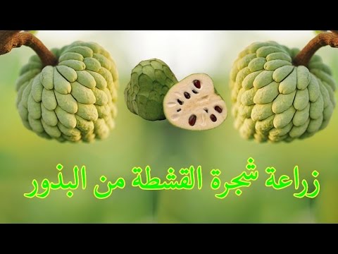 زراعة شجرة الدوم