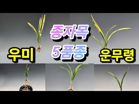 유튜브 썸네일