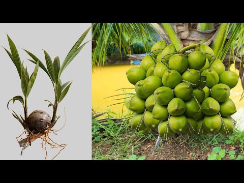 Descubra como os coqueiros crescem mais rápido com a enxertia! | Como cultivar um coqueiro