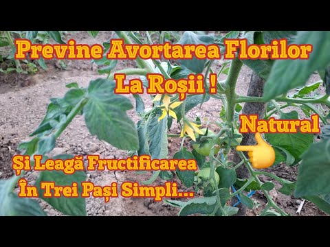Help Tomatoes In The Flowering Phase Prevent Flower Abortion By Taking These Three Natural Steps
