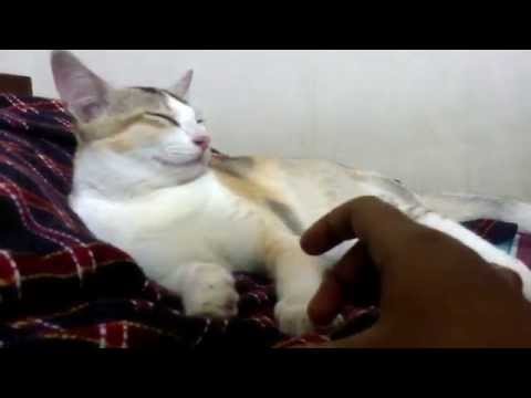 Cute cat getting angry