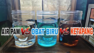 Download lagu YOU NEED TO KNOW THIS BEFORE SETTING THE WATER FOR YOUR BETTA FISH mp3