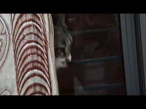 Beautiful  Cats 🐈.