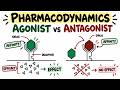 Pharmacodynamics Explained Agonists, Antagonists, Efficacy & Affinity