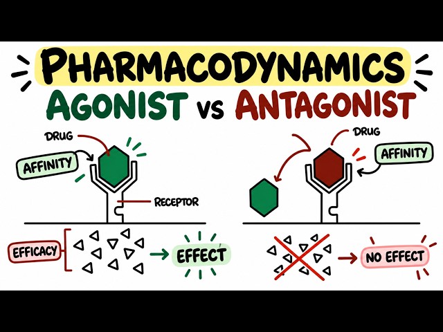 Pharmacodynamics Explained Agonists, Antagonists, Efficacy & Affinity