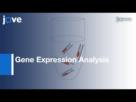 RNA Isolation From Embryonic Zebrafish & cDNA Synthesis: Gene Expression Analysis l Protocol Preview