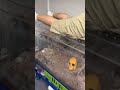 My buddy urban tarantula with the most epic tarantula community ever #animals #shorts