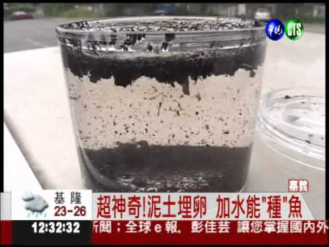 魔法泥土養魚 加水30分鐘"現形"
