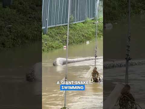 Crazily Big Python Swimming in The Bangkok Flood