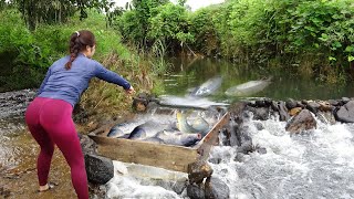 Fishing Techniques | Method Of Creating Traps To Catch Stream Fish, Catching Many Big Fish Easily