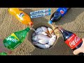Experiment Sprite Fanta Pepsi Coca Cola And Mentos Vs Fish In Underground