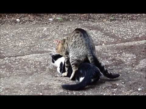 Cats mating (two boys) - O imperechere ciudata intre pisici