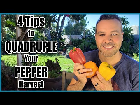 4 Tips For a Huge PEPPER Harvest