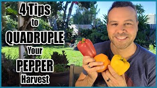 4 Tips For a Huge PEPPER Harvest