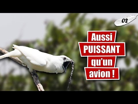 Pour quelles raisons l'Araponga blanc détient-il le record du chant le plus puissant ? - LLT #02