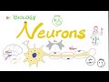 What S A Neuron Introduction To Neuroscience