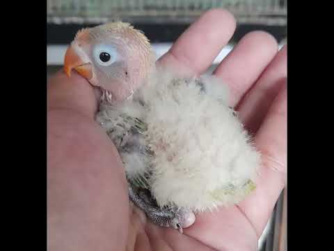 Aqua b1 opaline markings and phehotype from early stage to completely weaned.