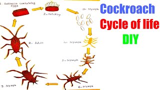 life cycle of cockroach project | school science exhibition model