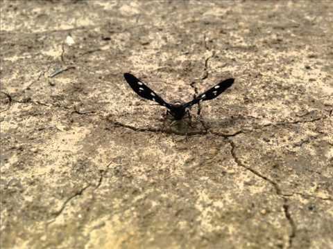 Jamie Radostin @ Mai de Vara