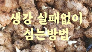 생강 실패없이 심는방법