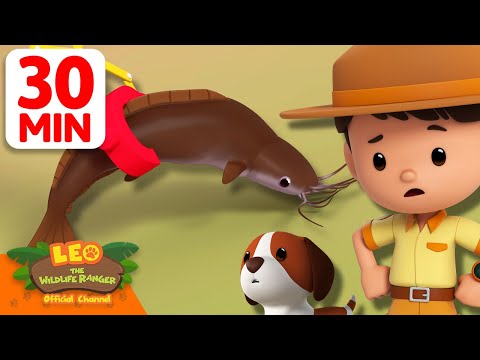 Catch that Walking Catfish! 😺🐟 | 30 Min | Leo the Wildlife Ranger | Kids Cartoons #animals